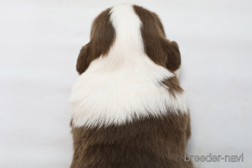 成約済の神奈川県のボーダーコリー-359950の3枚目